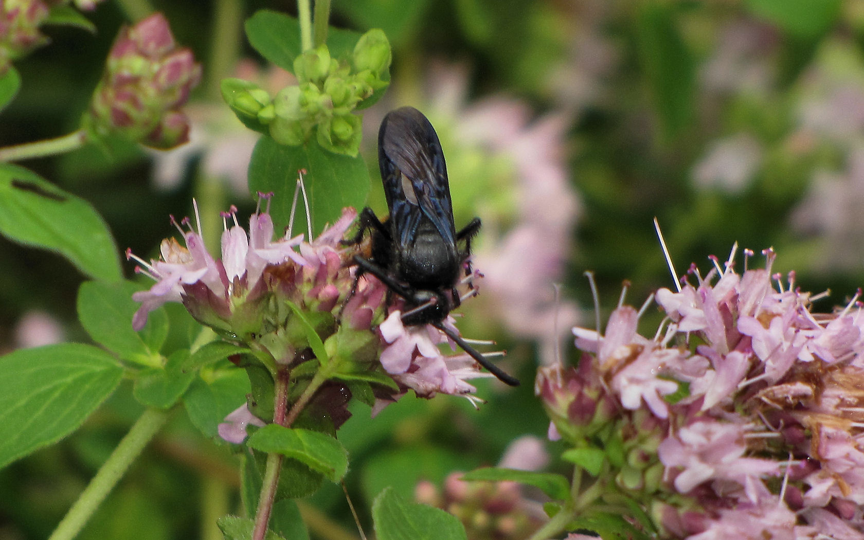 Scolia sp.